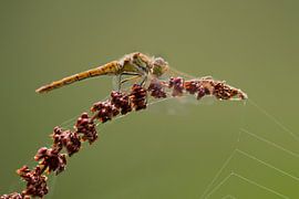 A yellow dragonfly by Steven Dijkshoorn