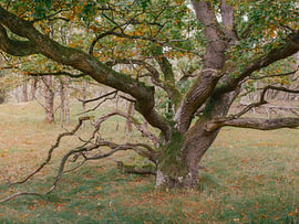 Twisting tree by Richard Stoop