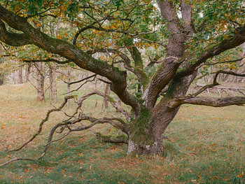 Arbre tortueux