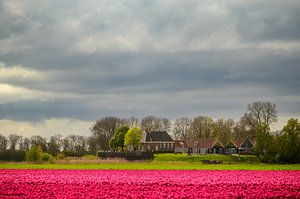 Schokland Insel mit Tulpen im Frühling