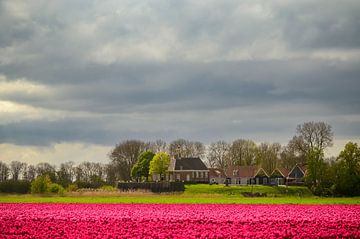 Scholkland eiland met tulpen in de lente van Sjoerd van der Wal Fotografie