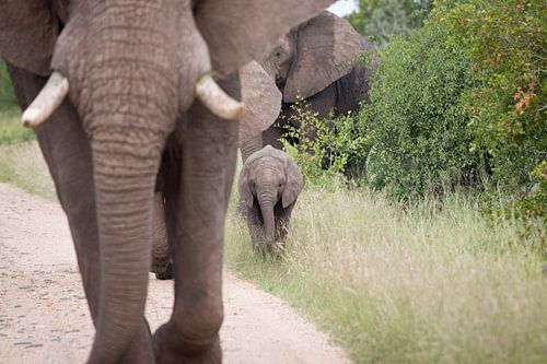 Baby olifant met grote olifant