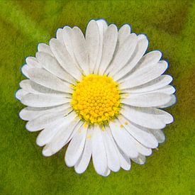 Daisy 2: Picturesque by Jaap Tanis