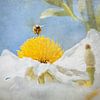 Bij met zakken vol stuifmeel boven een geel witte bloem van Anouschka Hendriks