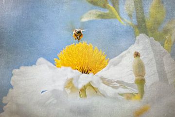 Bee with pockets of pollen above a yellow and white flower
