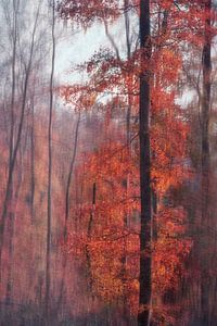 Herfst van Claudia Moeckel