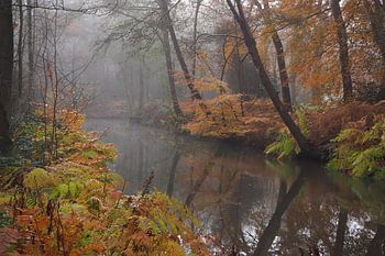 Herfst in Parklandschap De Overtuinen in Oranjewoud