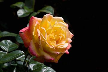 een romantische roos in de tuin van W J Kok