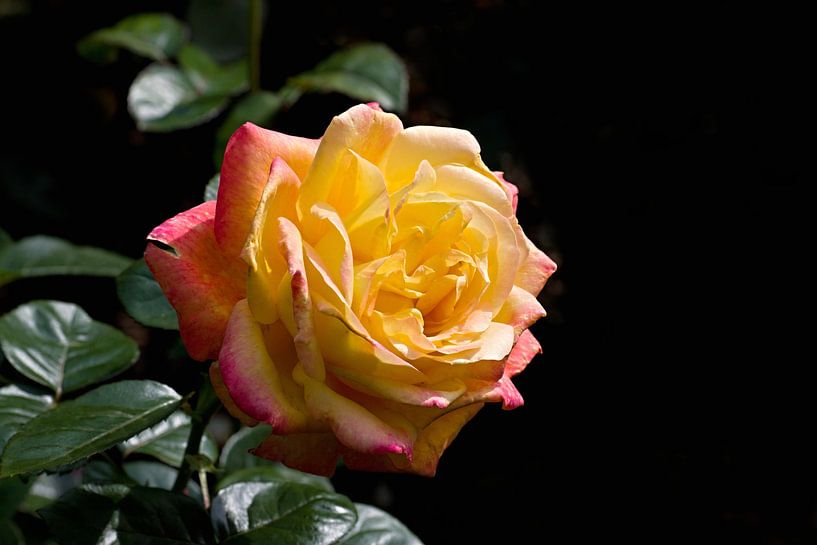 une rose romantique dans le jardin par W J Kok