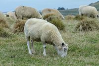 Schapen in de wei