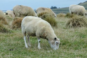 Sheep in the meadow by Marco Leeggangers