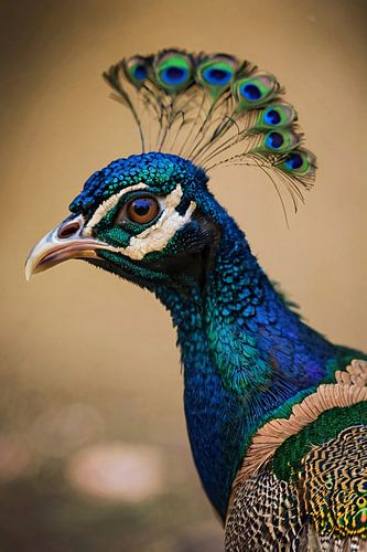 Kleurrijk pauw portret met veren