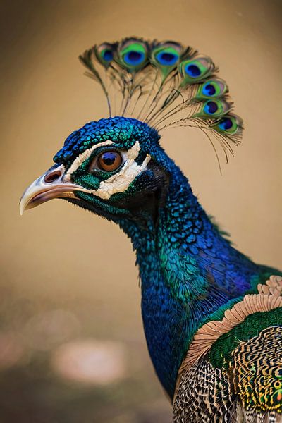 Buntes Pfauenporträt mit Federn von Art & Soul Creations