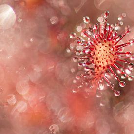 Rundblättriger Sonnentau / Rundblättrige Pflanze in Nahaufnahme von oben gesehen, umgeben von Bokeh von Elles Rijsdijk