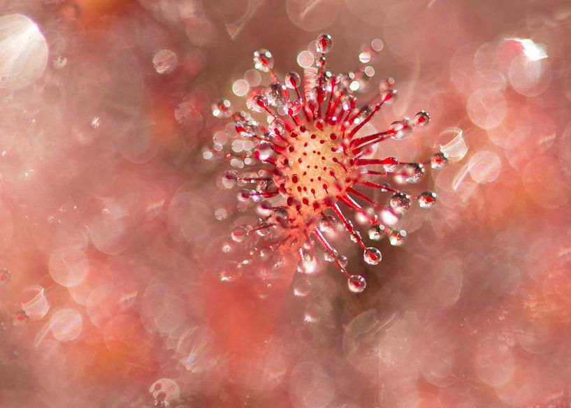 Rundblättriger Sonnentau / Rundblättrige Pflanze in Nahaufnahme von oben gesehen, umgeben von Bokeh von Elles Rijsdijk