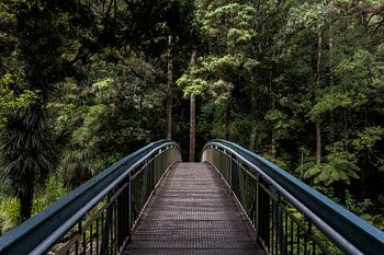 Bridge to the woods