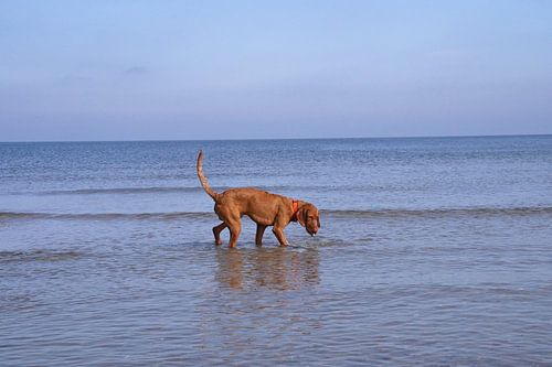 Waterspelletjes aan de Baltische Zee met een Magyar Vizsla.
