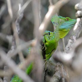 Costa Rica von René Schotanus