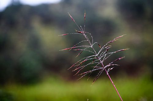Ochtenddauw in Sri Lanka