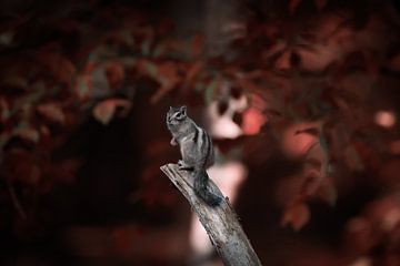 The Siberian ground squirrel by Roy IJpelaar