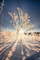 Winter sun in an icy dress