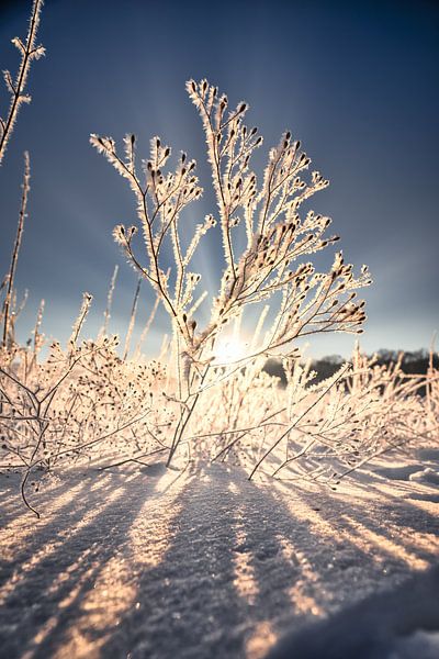 Winter sun in an icy dress by Thorsten Güttes / 25pictures