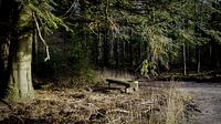 Bench in the forest
