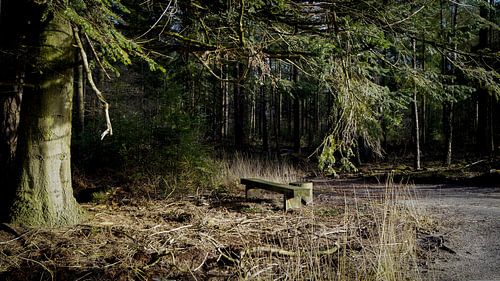 Bankje in het bos