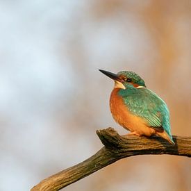 IJsvogel op de tak in t zonnetje van Tanja van Beuningen