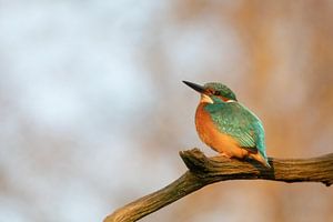 IJsvogel op de tak in t zonnetje