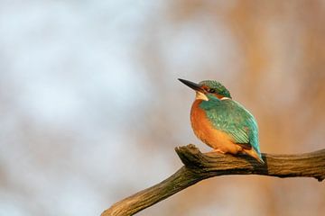 IJsvogel op de tak in t zonnetje van Tanja van Beuningen