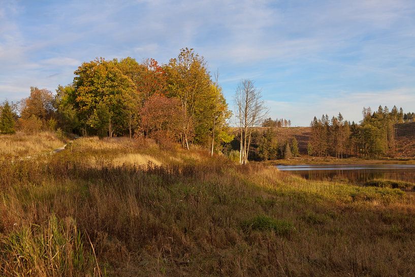Bij het overstromingsbekken Kalte Bode in Mandelholz in het Harzgebergte van t.ART