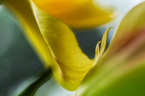 Tulipes