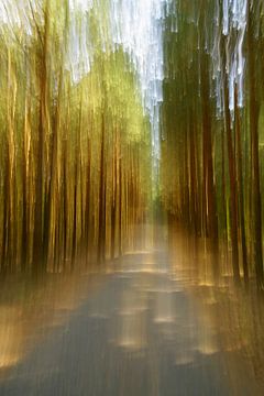 Cycle path in the forest by Steffi Hommel