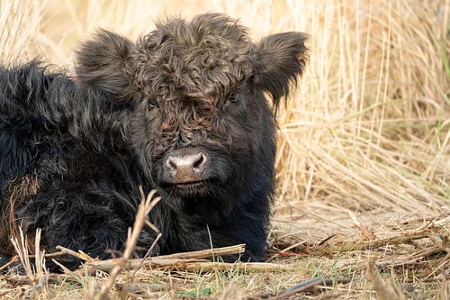 Galloway-Kalb ruht sich auf der Weide aus