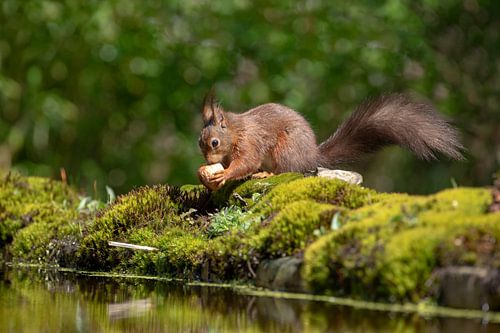 Eichhörnchen mit Nuss