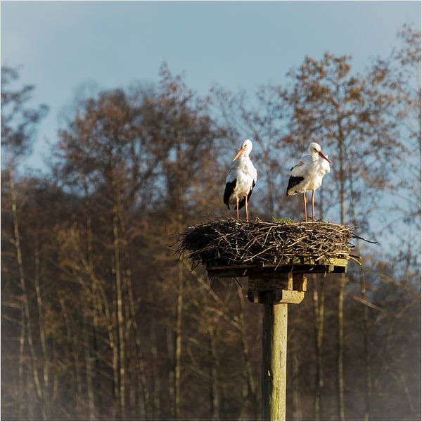 Ooiervaar  by Gerwin Heuver