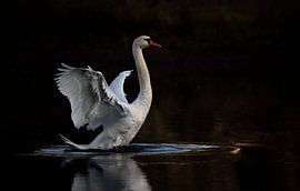 Swan by Frank Smedts