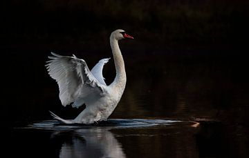 Cygne sur Frank Smedts