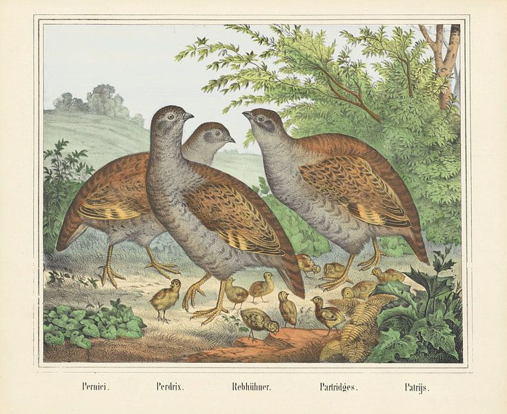 Pernici. / Perdrix. / Rebhühner. / Partridges. / Partridge, firm of Joseph Scholz, 1829 - 1880 by Gave Meesters
