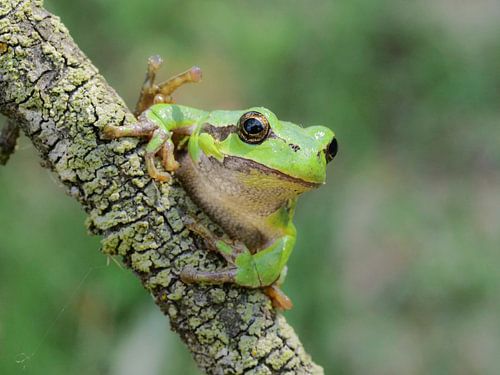 Say hi to the green tree frog! by Miriam van Dun