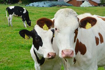 Cows, calves, cattle - nice meadow inhabitants by DeVerviers