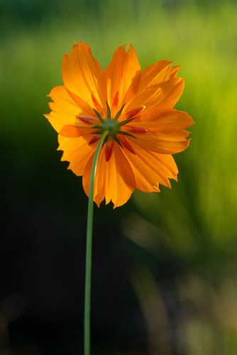 Cosmea sunrise, oranje bloem.