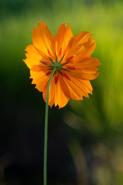 Cosmea sunrise, oranje bloem. van Ellis Peeters