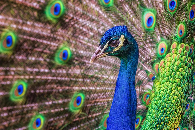 Stolzer Pfau von Friedhelm Peters