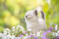 Kitten