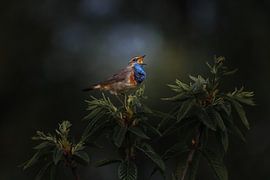 Singing Bluethroat, forest mood by Andre Gerbens