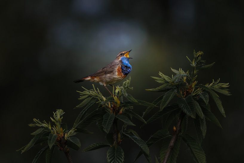 Singing Bluethroat, forest mood by Andre Gerbens