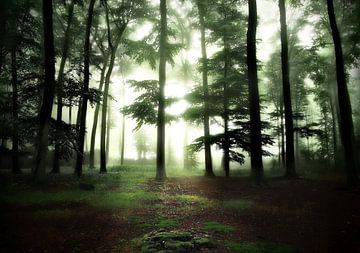 Licht in het donkere bos. van Teun IJff