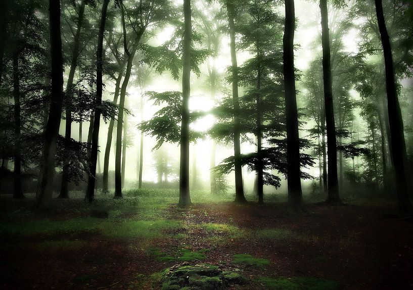 Licht in het donkere bos. par Teun IJff